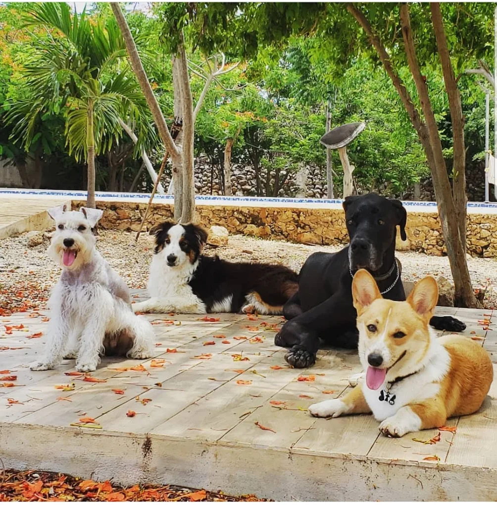 guardería para perros