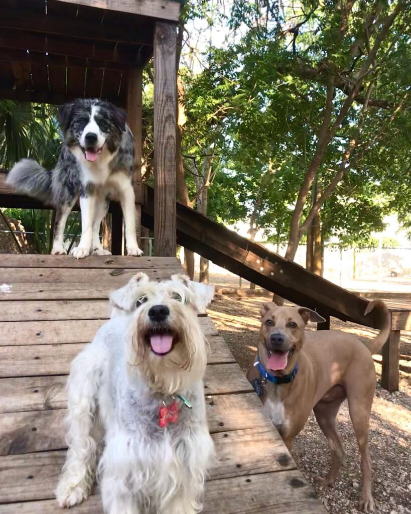 Green Pets Resort, rutina para perro