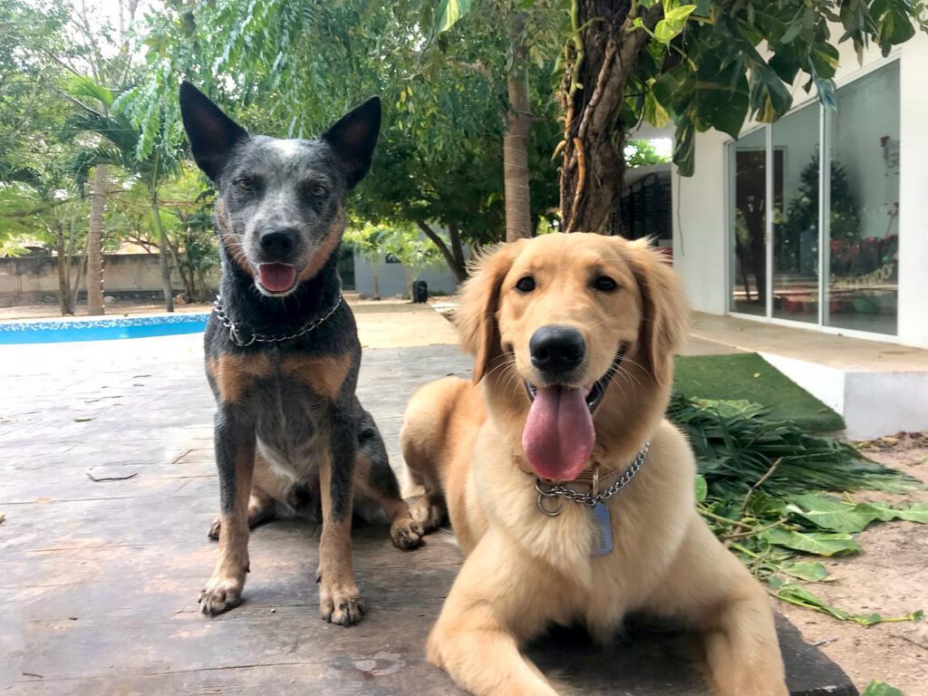 Hotel para perros Green Pets Resort