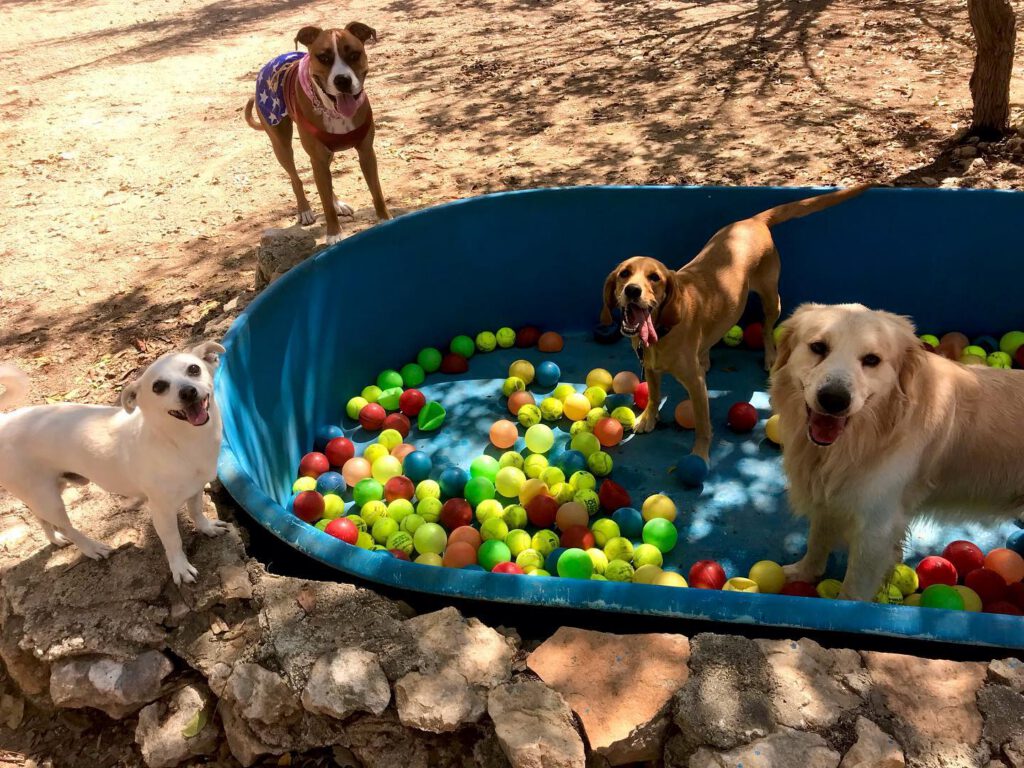 Zona exterior de Green Pets Resort pension para perros