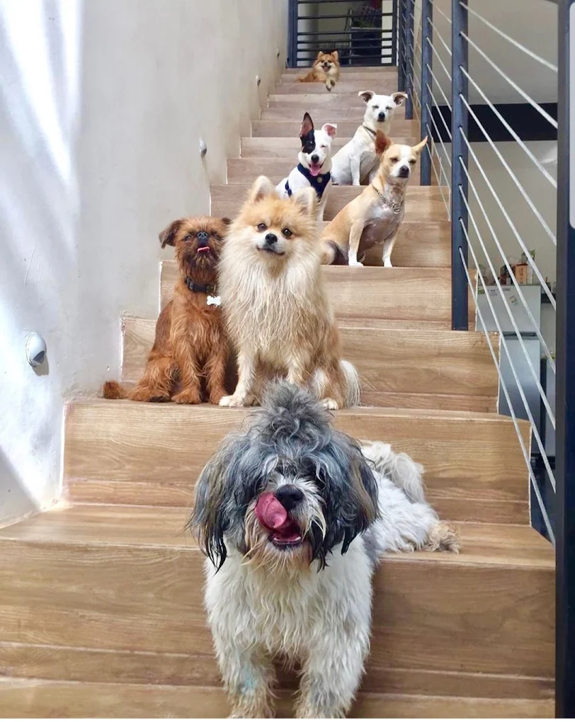 calmar la ansiedad de un perro