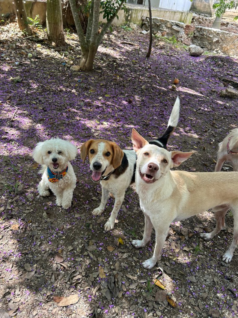 Green Pets Resort hotel para perros