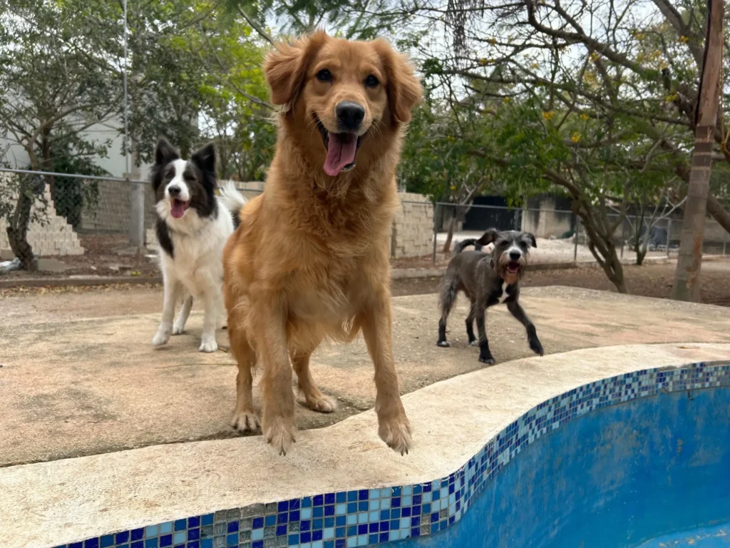 Dog daycare in Mérida, México