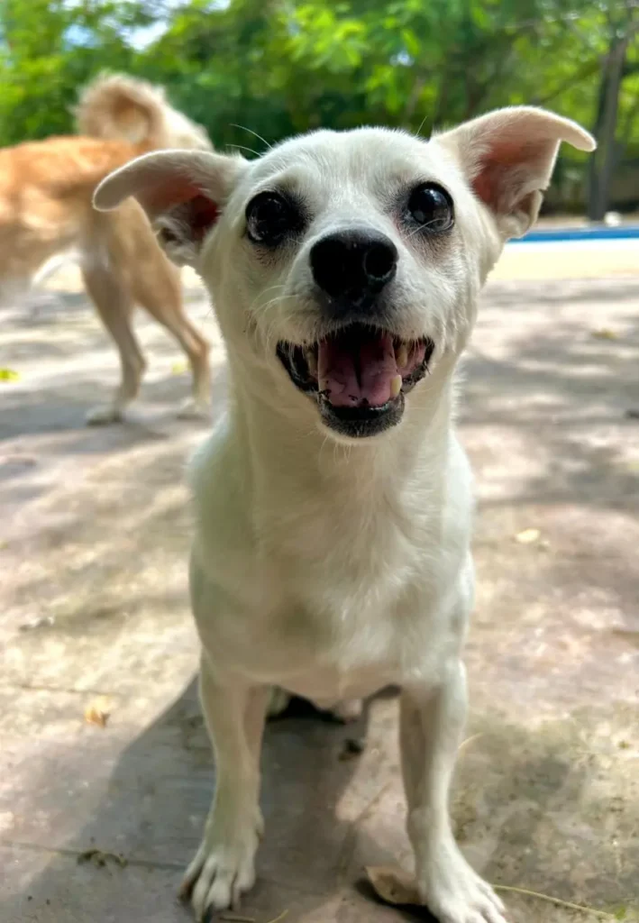 Green Pets Resort