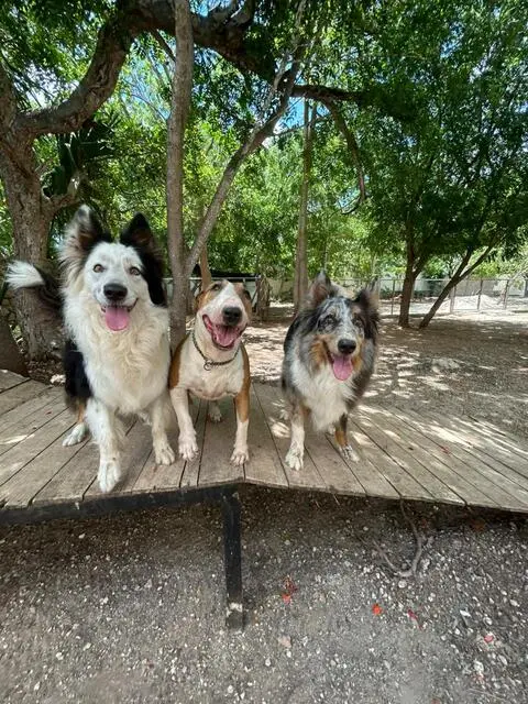 Green Pets Resort