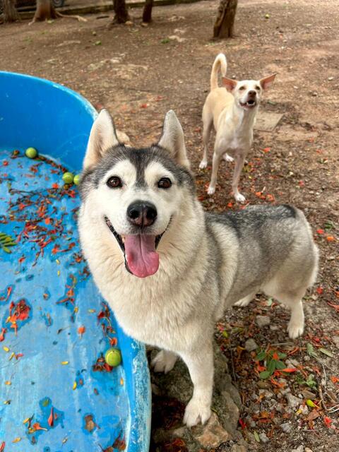 Huéspedes en Green Pets Resort