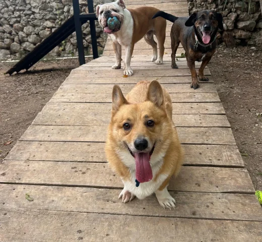 Zona exterior de Green Pets Resort con 3500m² para perros.