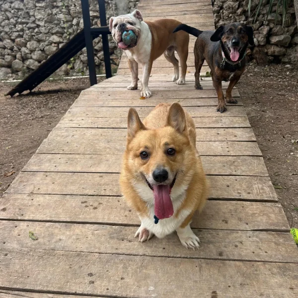 Zona exterior de Green Pets Resort con 3500m² para perros.