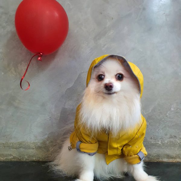 122733250_698645414367592_2585898933703045442_n