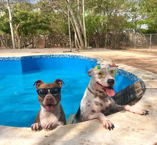 Piscina en forma de hueso para perros en Green Pets Resort.