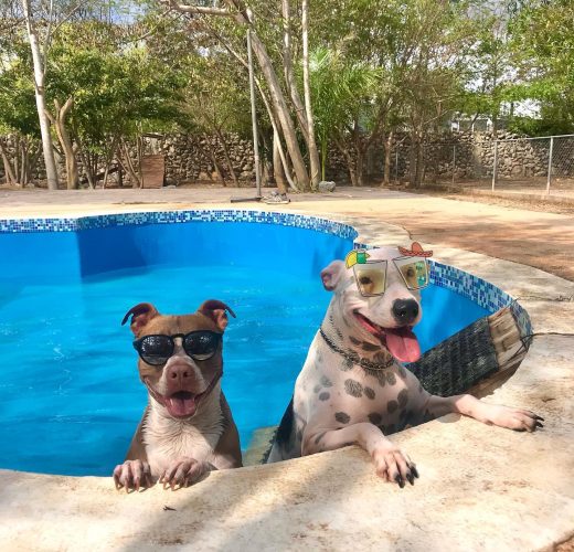 Piscina en forma de hueso para perros en Green Pets Resort.