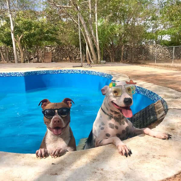Piscina en forma de hueso para perros en Green Pets Resort.