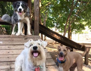 Green Pets Resort, rutina para perro