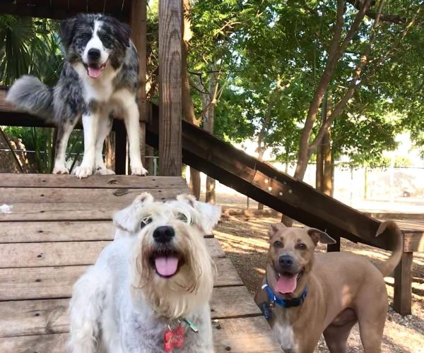 Green Pets Resort, rutina para perro