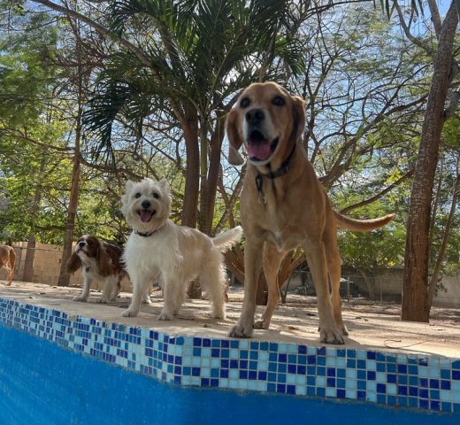 Piscina en forma de hueso para perros en Green Pets Resort.