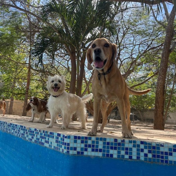 Piscina en forma de hueso para perros en Green Pets Resort.