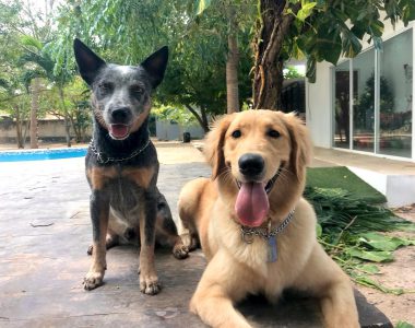 Hotel para perros Green Pets Resort