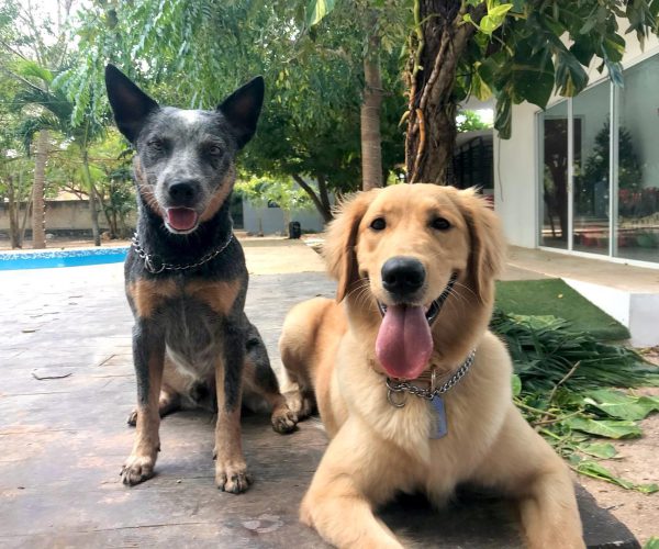 Hotel para perros Green Pets Resort