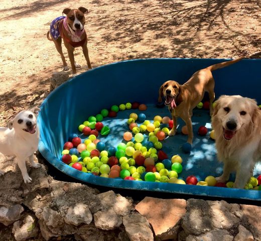 Zona exterior de Green Pets Resort pension para perros