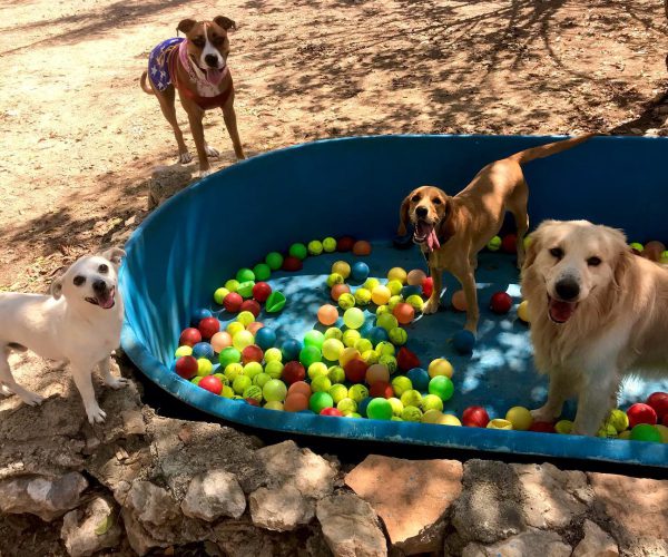 Zona exterior de Green Pets Resort pension para perros