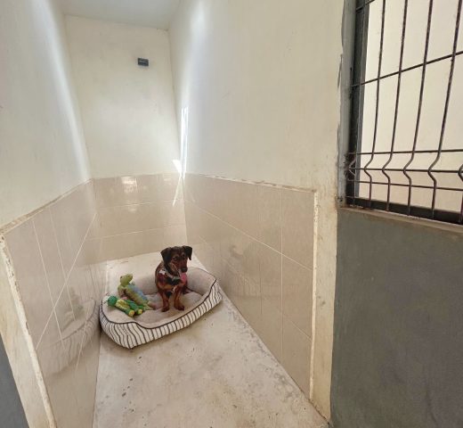 Cuartos amplios de 7m² para perros en Green Pets Resort
