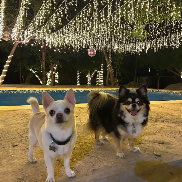 4fd8bee6-e93e-48ee-90f6-29de9b8dd854 (1)