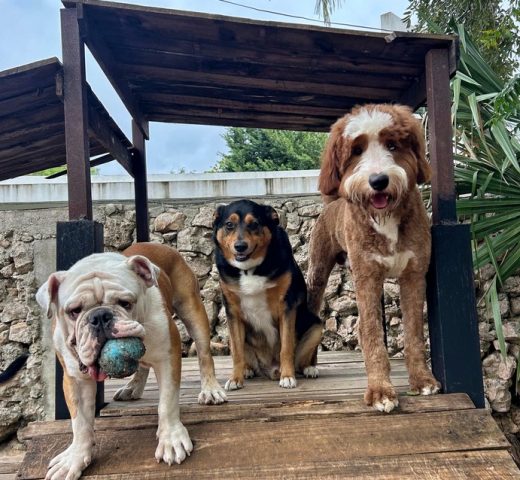 Zona exterior de Green Pets Resort con 3500m² para perros.