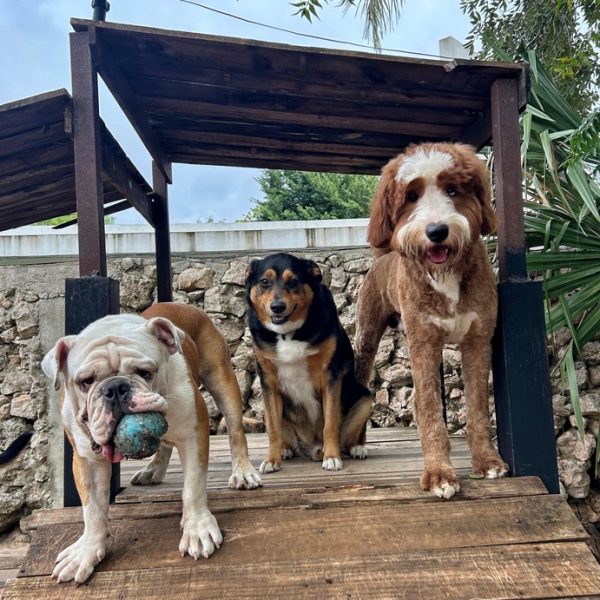 Zona exterior de Green Pets Resort con 3500m² para perros.