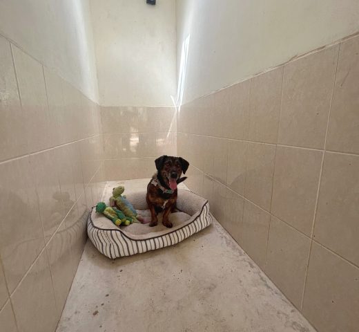 Cuartos amplios de 7m² para perros en Green Pets Resort