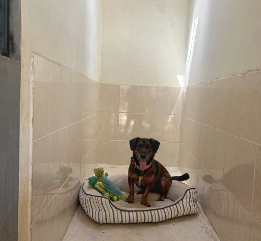 Cuartos amplios de 7m² para perros en Green Pets Resort