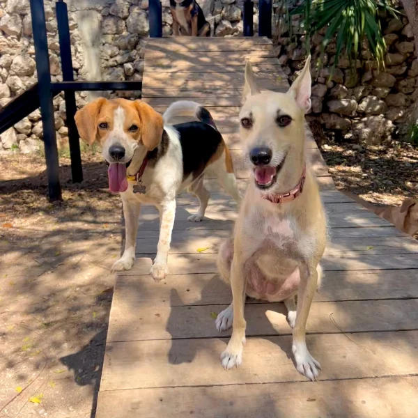 93AF06CE-241D-499B-9B36-3F0D0CB50A93