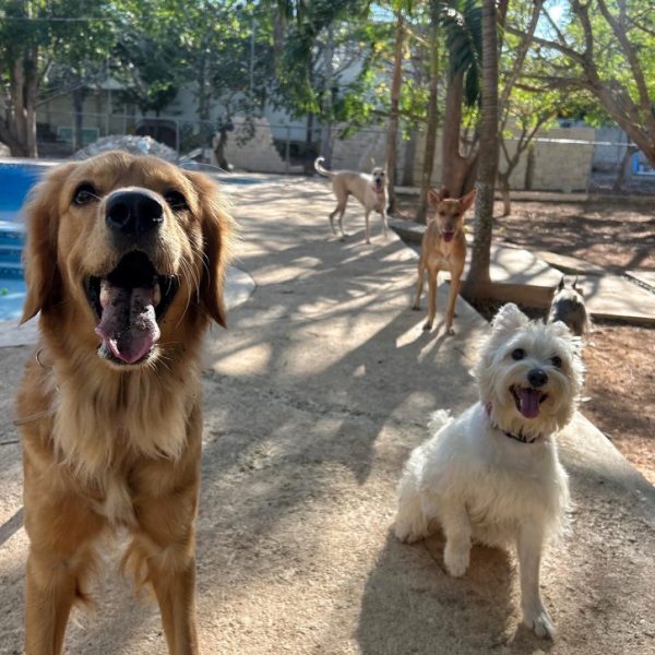 951FA220-4FDA-4EA3-BB75-2F3088C647D5_SnapseedCopy