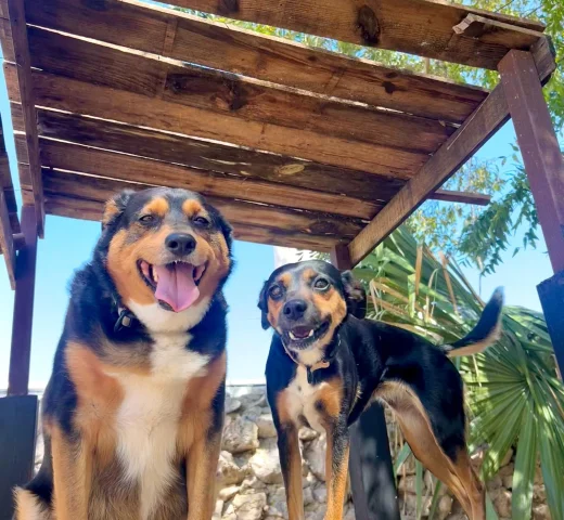 Zona exterior de Green Pets Resort con 3500m² para perros.