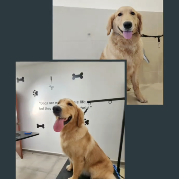 Captura de pantalla 2026-02-20 a la(s) 15.58.51