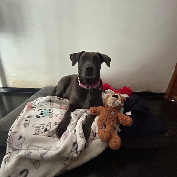 Copia de WhatsApp Image 2026-02-11 at 19.42.06