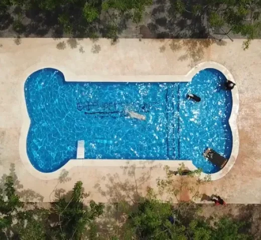 Piscina en forma de hueso para perros en Green Pets Resort.