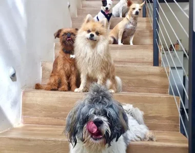 calmar la ansiedad de un perro