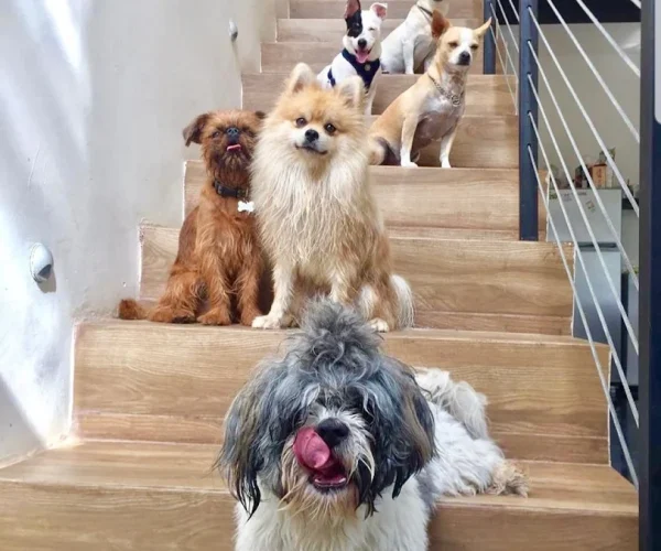 calmar la ansiedad de un perro