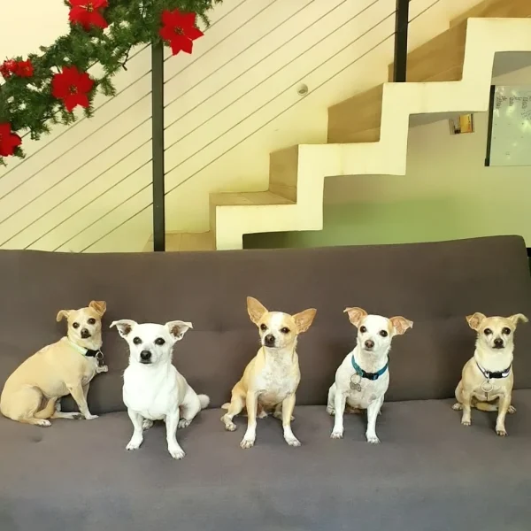 Green_pets_chihuahuas