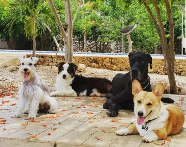 guardería para perros