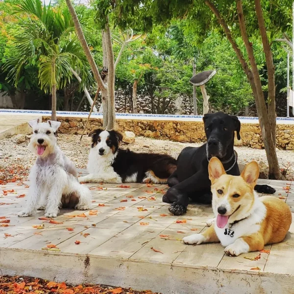 guardería para perros