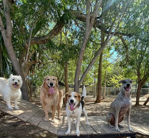 Zona exterior de Green Pets Resort con 3500m² para perros.