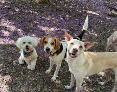 Green Pets Resort hotel para perros