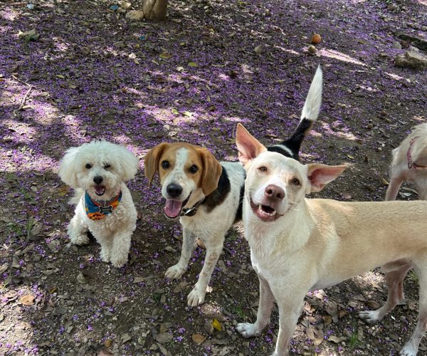 Green Pets Resort hotel para perros