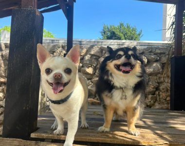 Green Pets Resort