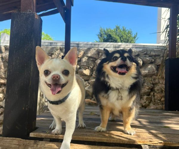 Green Pets Resort
