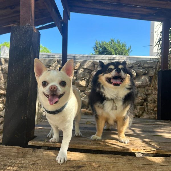 Green Pets Resort