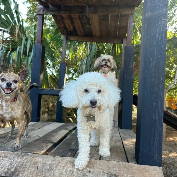 ae7a6663-b77d-4c88-9d73-822ee8c1f5f8_resized